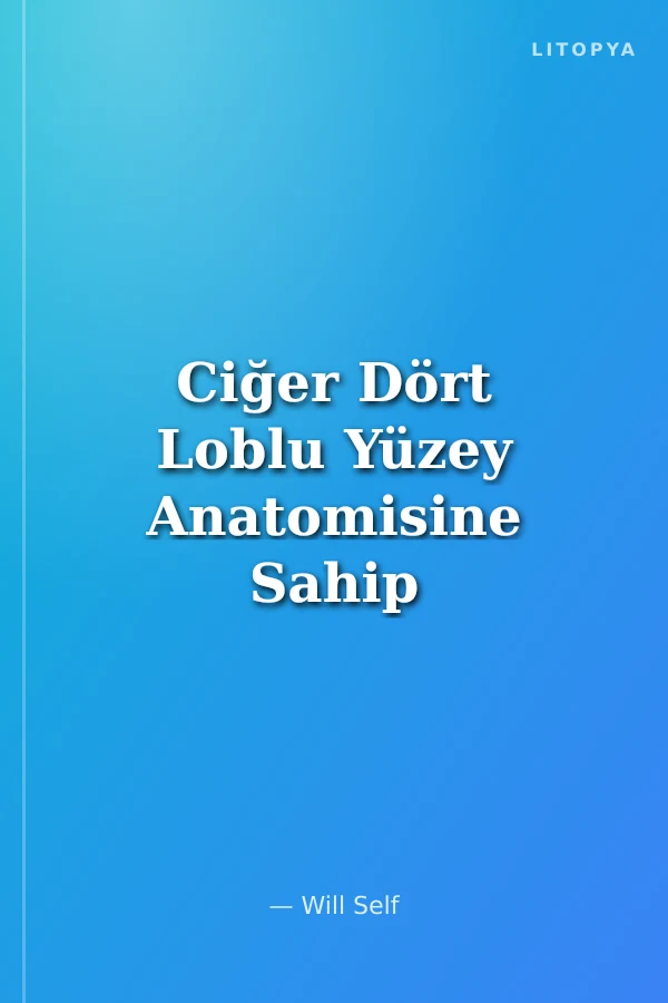 Ciğer Dört Loblu Yüzey Anatomisine Sahip Hayali Bir Organ