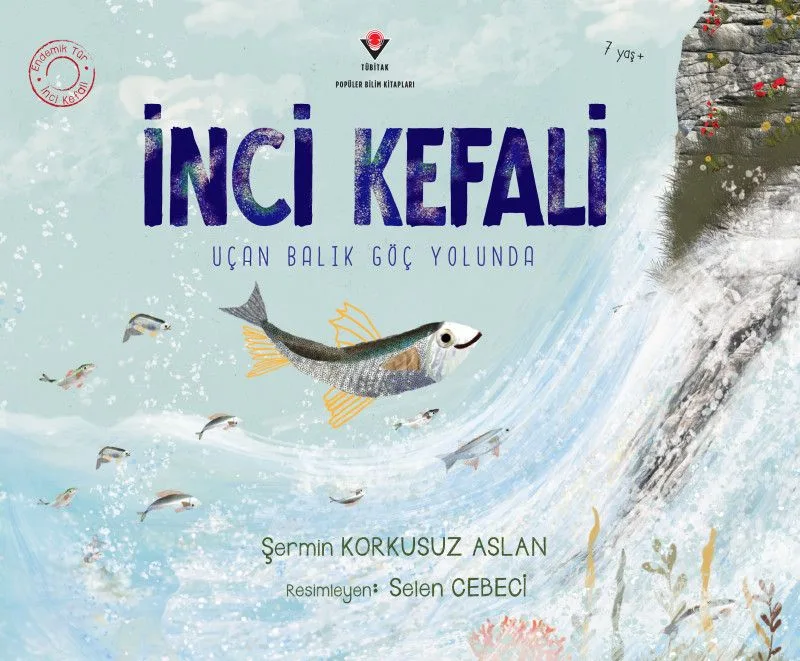 İnci Kefali